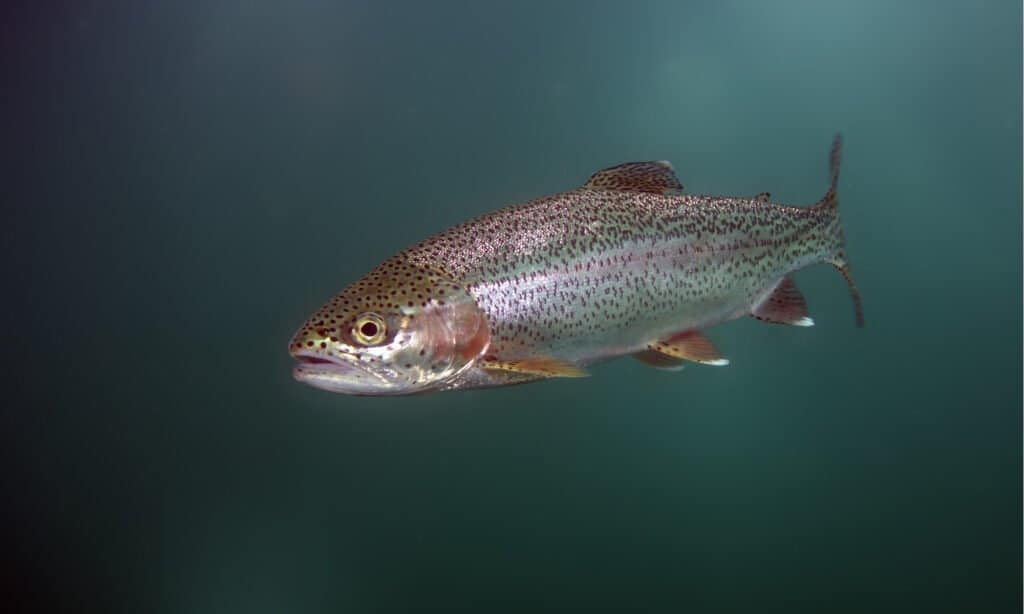 pesce trota