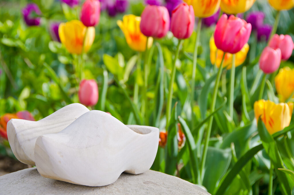 Coppia di scarpe di legno olandesi su una roccia in un giardino di tulipani.