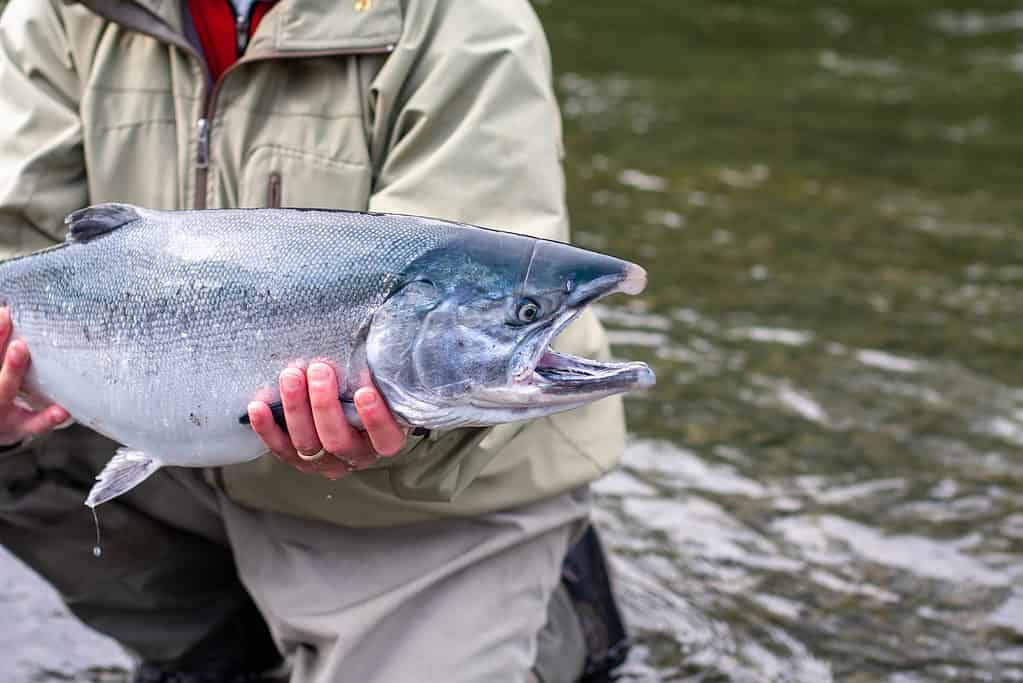 Il più grande salmone coho mai catturato in California pesava 22 libbre