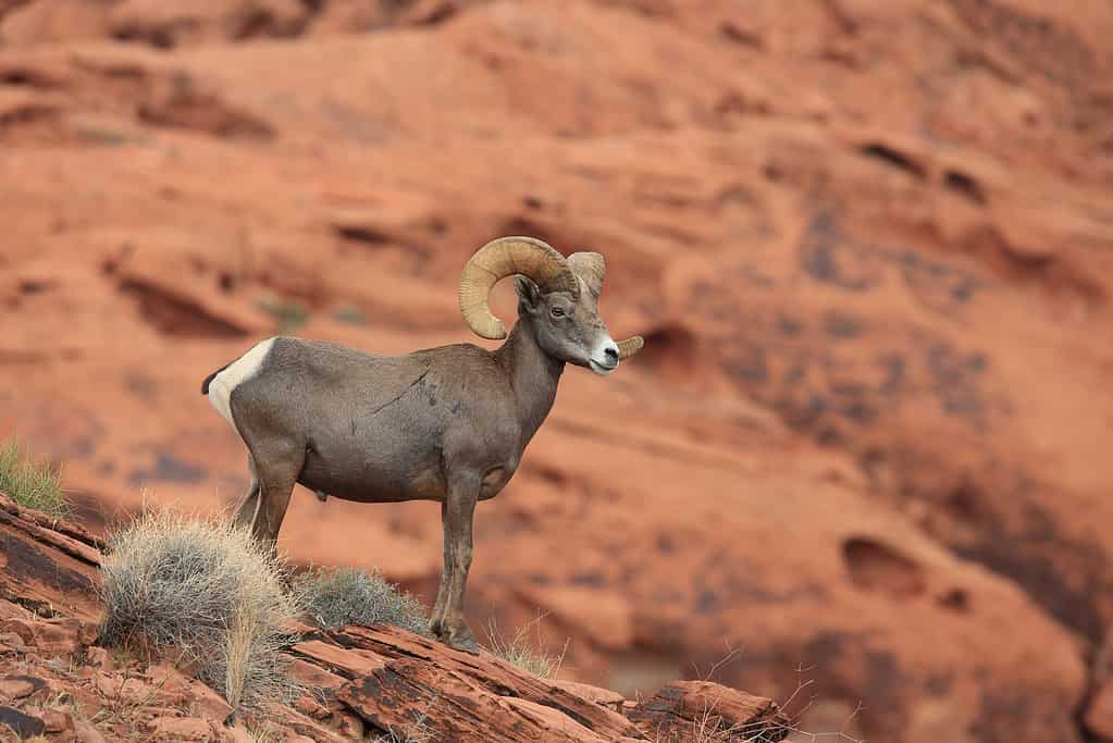 Bighorn Valley of Fire Nevada