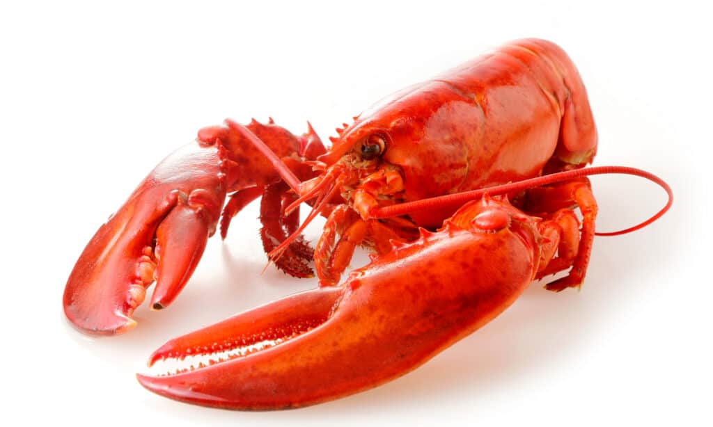 aragosta del Maine