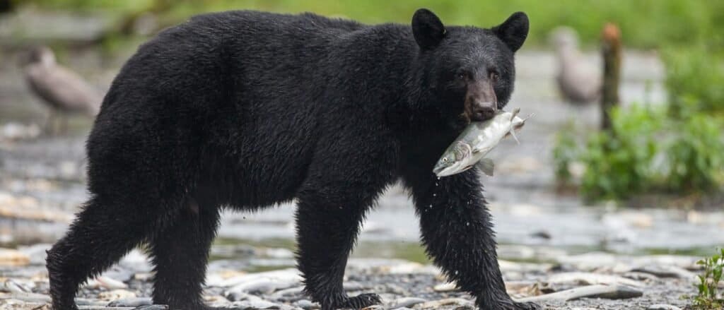 Animali in Alabama