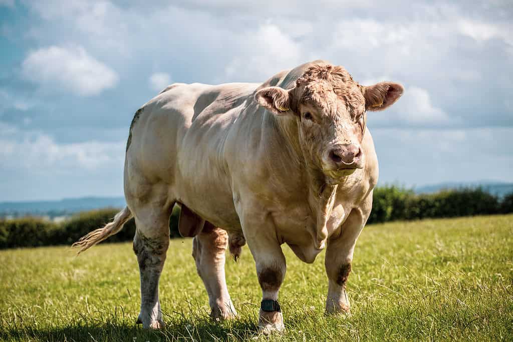 potente toro Charolais