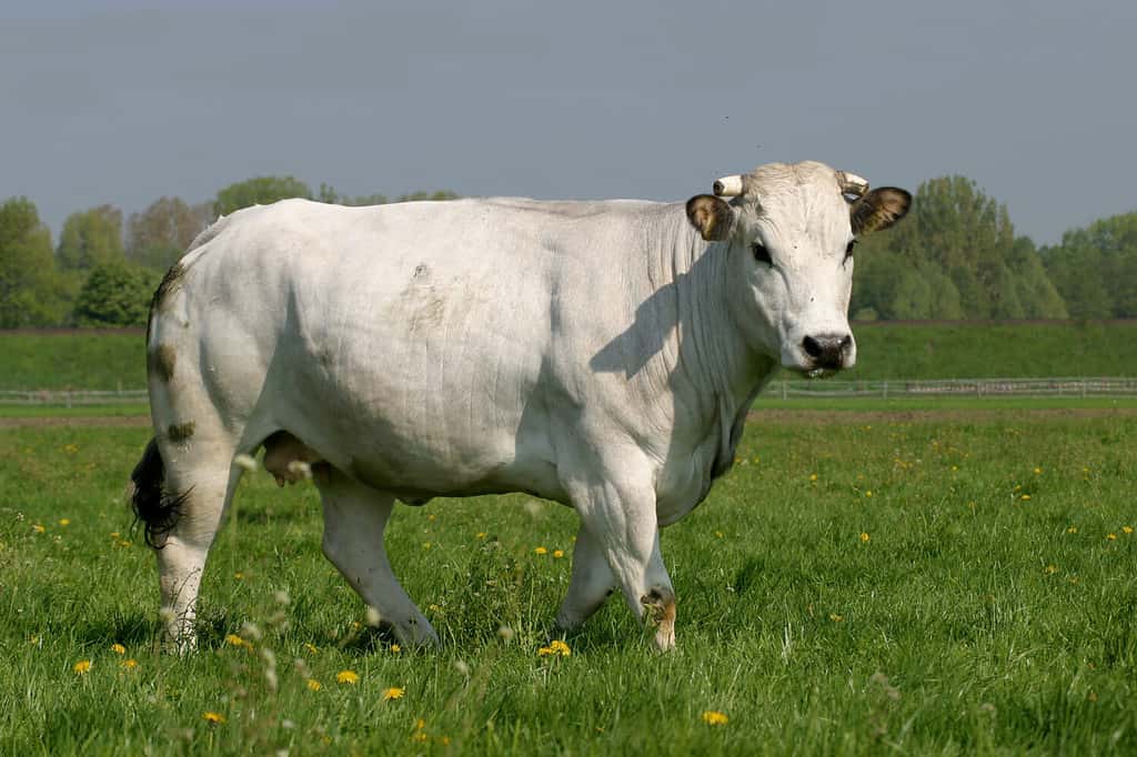 Chianina (pronuncia italiana) Razza bovina al pascolo