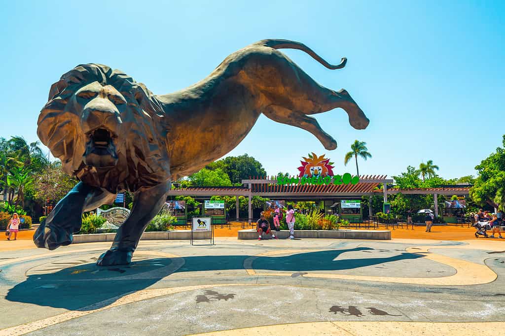 Scultura dello zoo di San Diego "Ruggito di Rex"