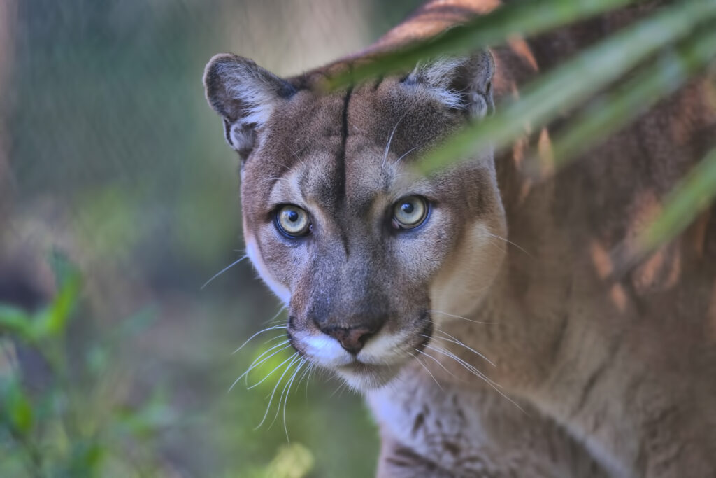 La pantera della Florida è il gatto più a rischio di estinzione del Nord America.