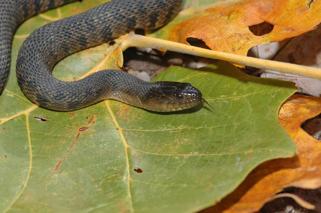 Serpente d'acqua verde