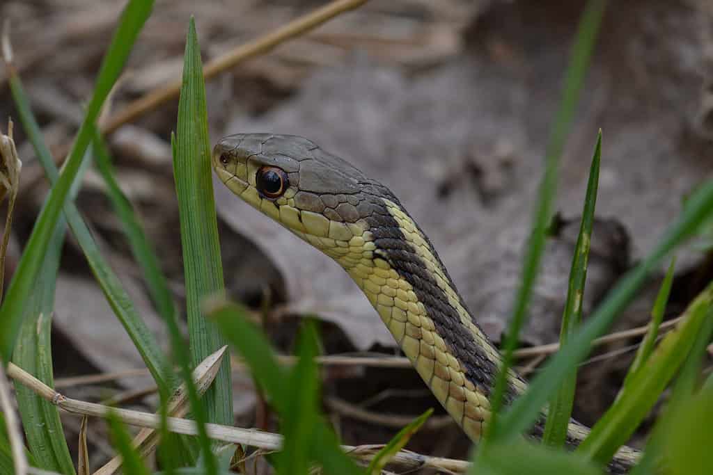 Il serpente giarrettiera orientale (Thamnophis sirtalis sirtalis)