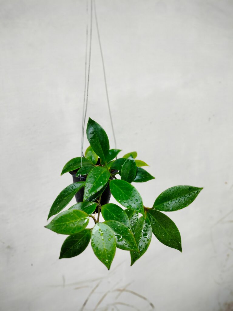 Alba hoya in un cesto appeso