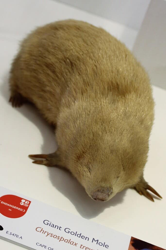 talpa dorata gigante