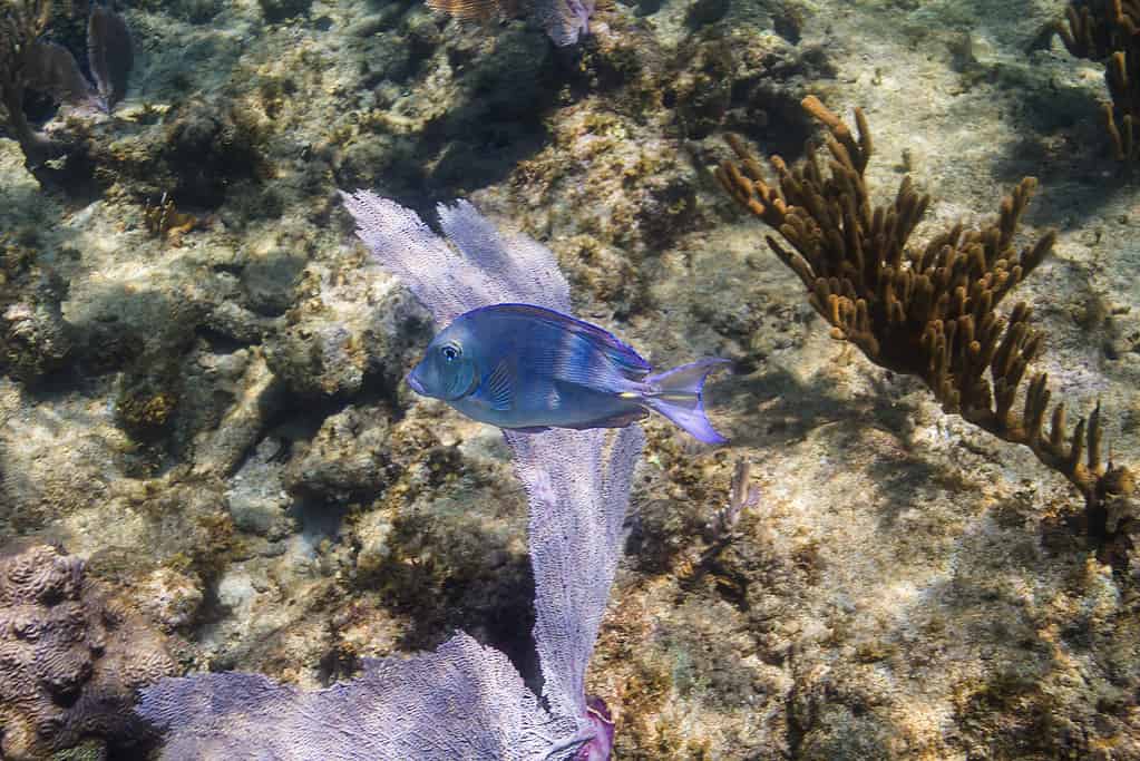 Acanthurus coeruleus (codolo blu atlantico)