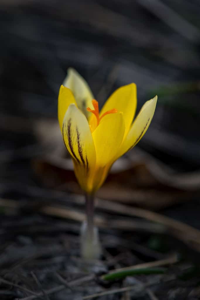 Crocus chrysanthemumhus Zwanenburg Fiore giallo bronzo