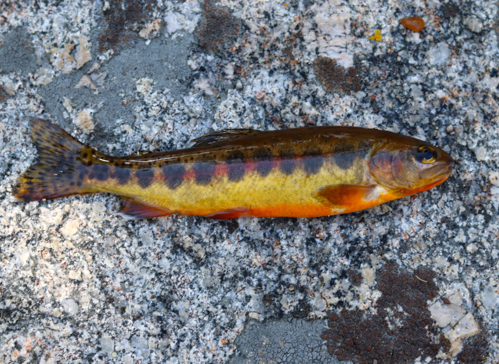 Trota d'oro