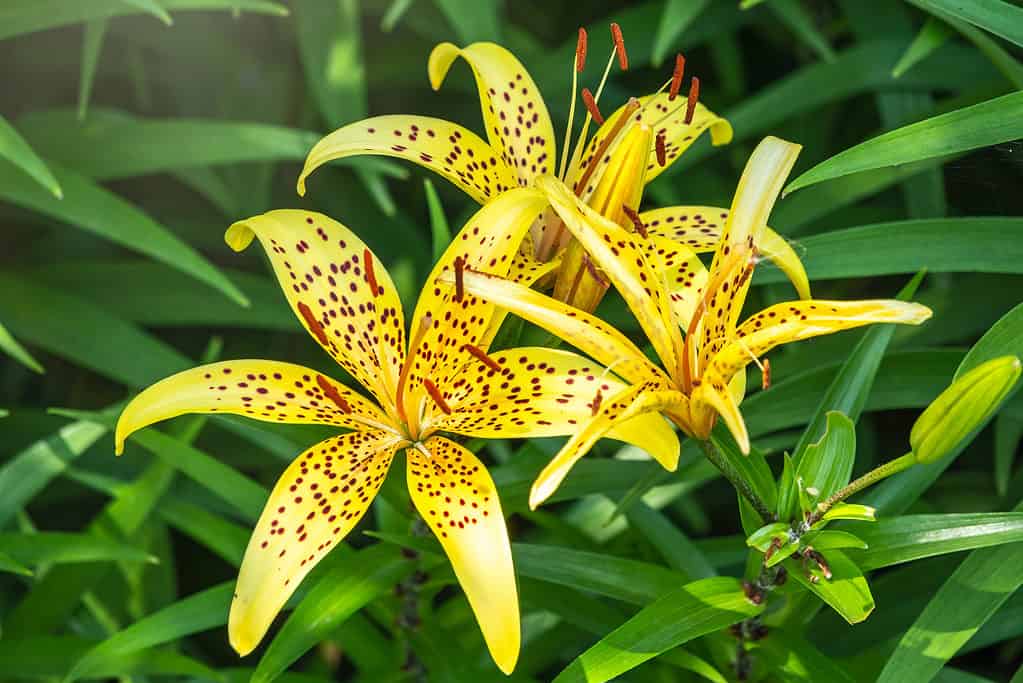 Lilium pardalinum, noto anche come leopardo o giglio pantera