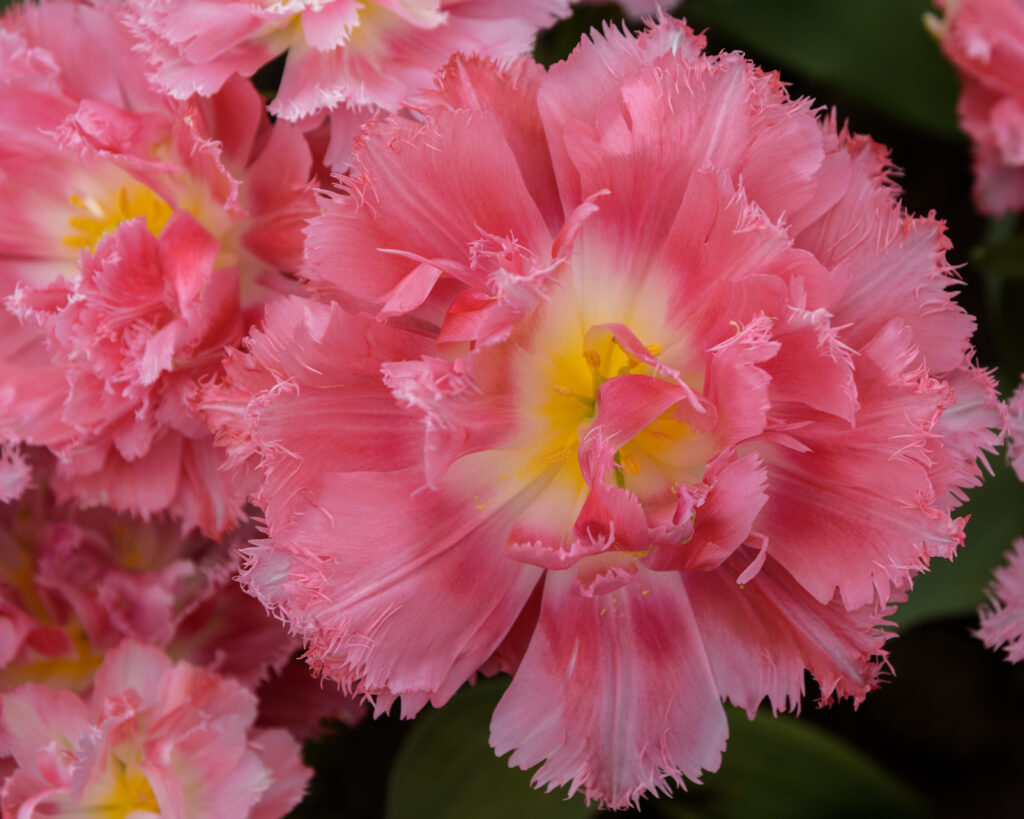 Il tulipano