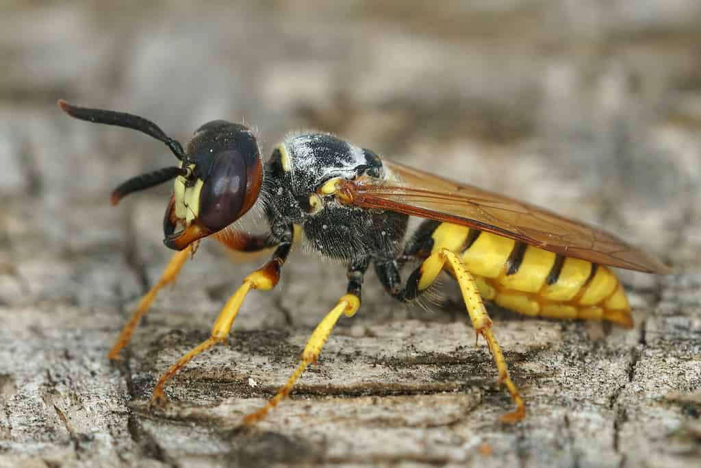 Lupo europeo, Philanthus triangulum