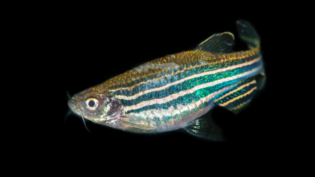 Un colpo di macro di un pesce tropicale zebra danio.