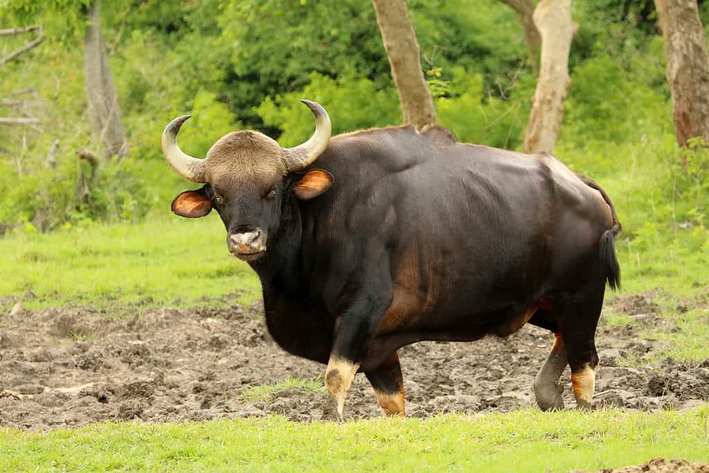 Toro Gaur