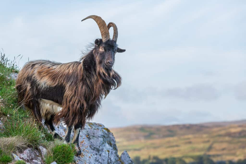 7 aprile zodiaco