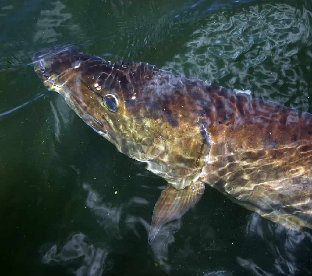 Esox masquinongy, muskellunge, pesce muschiato