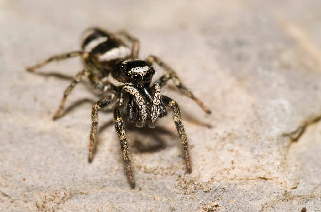 Salticus scenico (Salticidae)