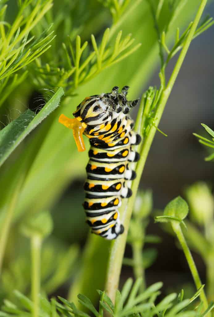 una fotografia di un bruco nero a coda di rondine con osmeterium visibile, le ghiandole odorose che secernono un cattivo odore per allontanare i predatori/ L'osmeterium è arancione e sembra corna che sporgono dall'orecchio.  Il corpo del bruco è a strisce giallo verde e nero/ Su uno sfondo di verde.