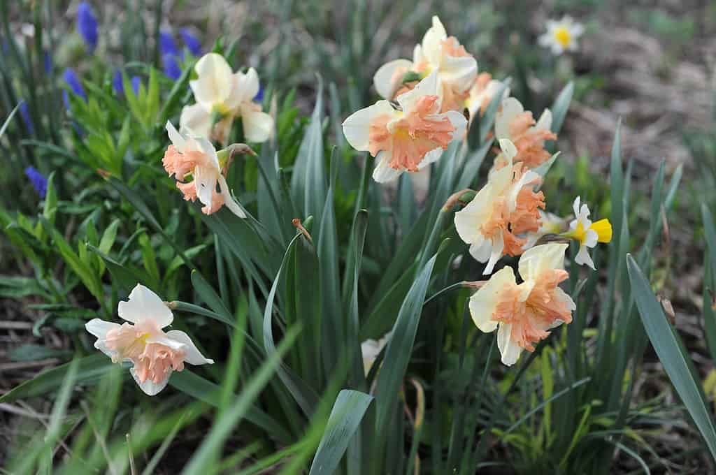 Narciso con colletto a coppa divisa 'Vanilla Peach'