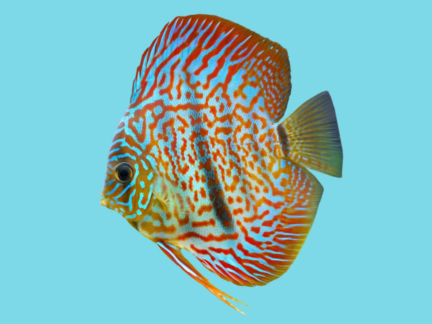 Pesce Discus Turchese Rosso