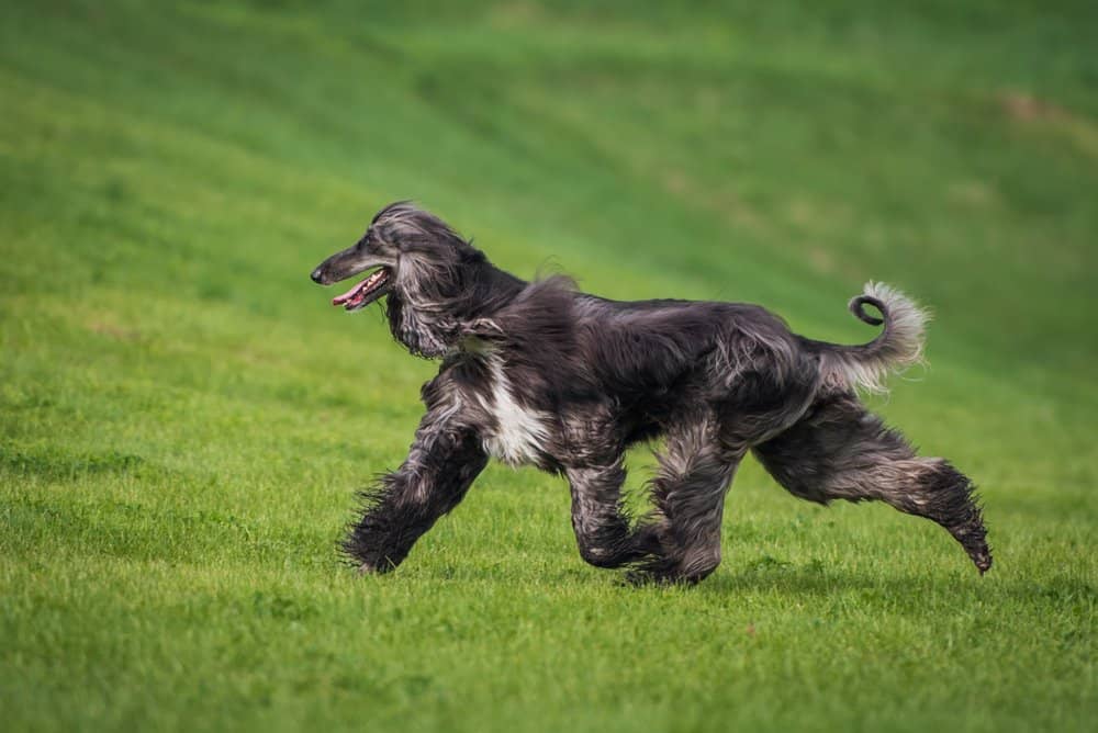 Levrieri afghani (Canis lupus) - in esecuzione in erba