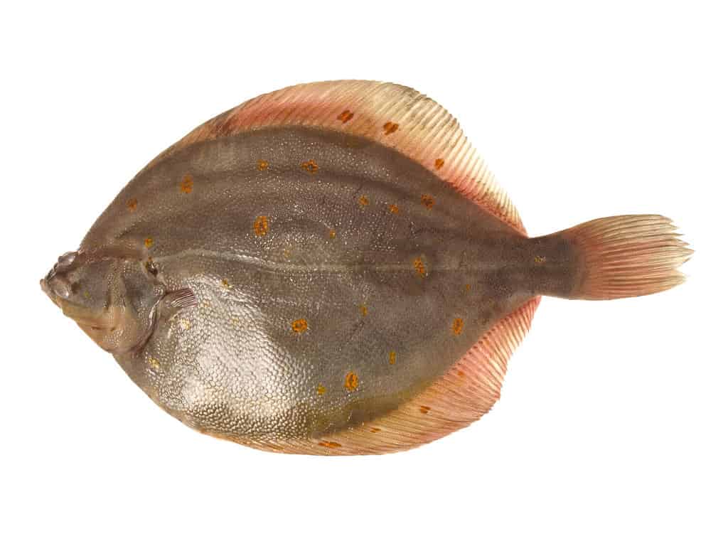 Passera di pesce su bianco