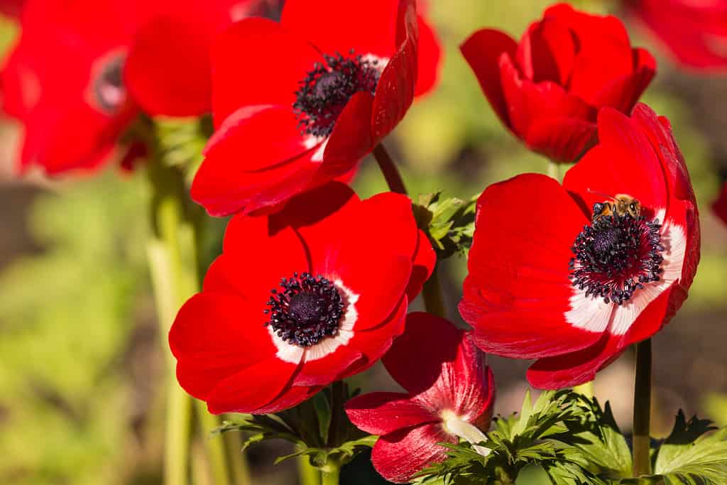 fiori da piantare a maggio
