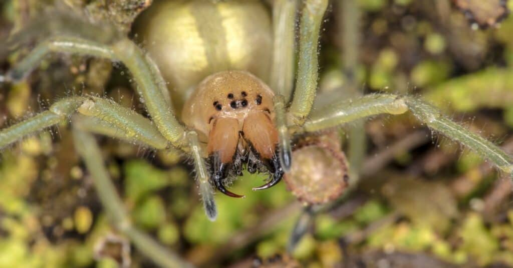 Giallo Sac Spider seduto su un albero.