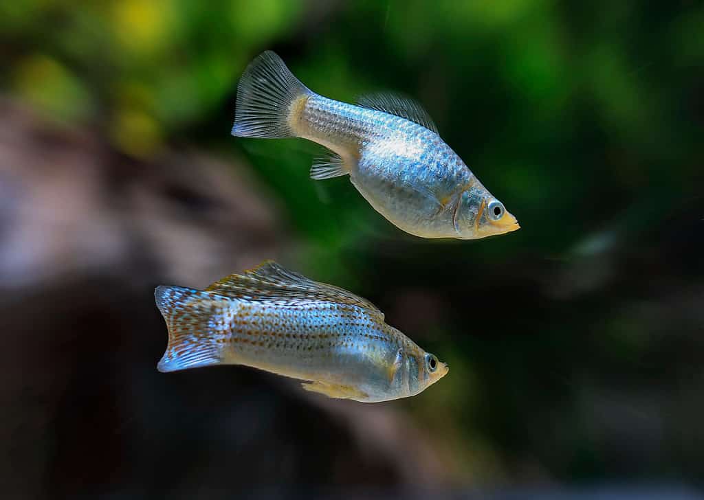 Poecilia latipinna bel corpo, sfondo nero.