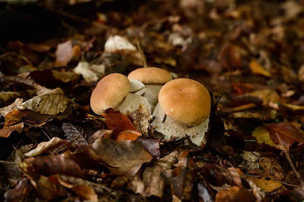 Funghi porcini