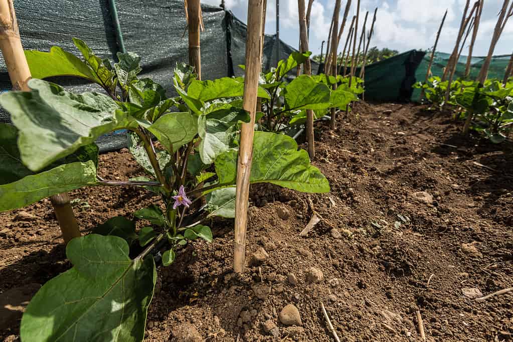 verdure da piantare a maggio