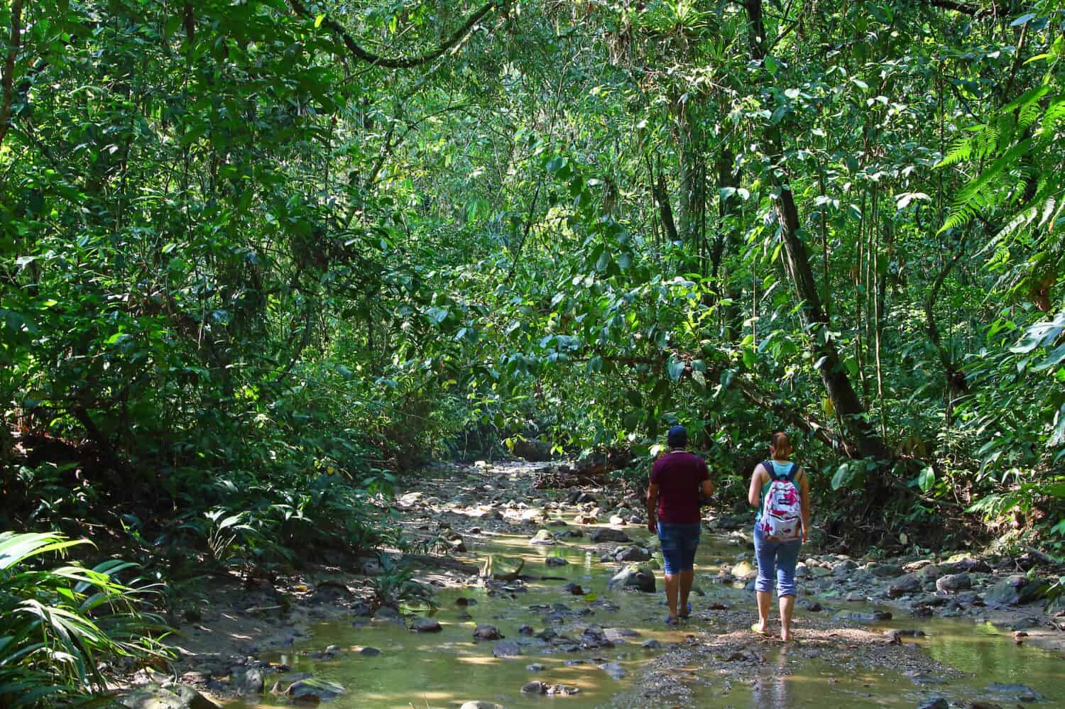 Viaggio alla grotta Oilbird in Colombia