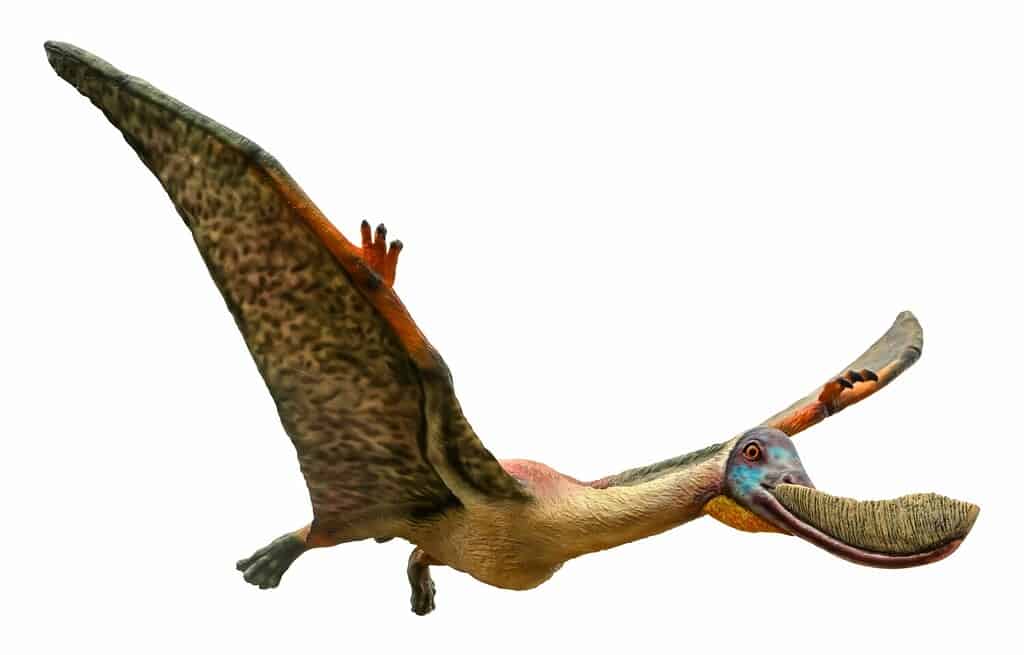Pterodaustro