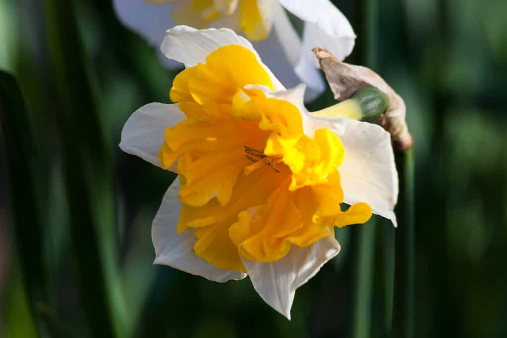 Narciso con colletto a coppa divisa 