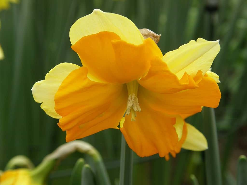 Narciso con colletto a coppa divisa 'Mondragon'