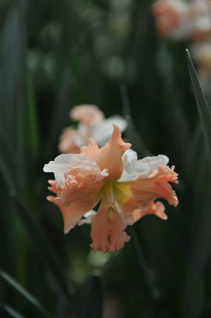 Narciso con colletto a coppa divisa 