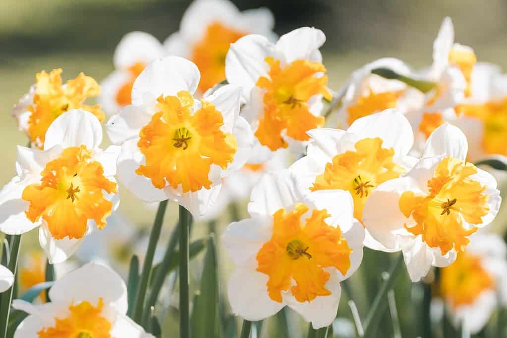 Narcisi con colletto a coppa divisa 
