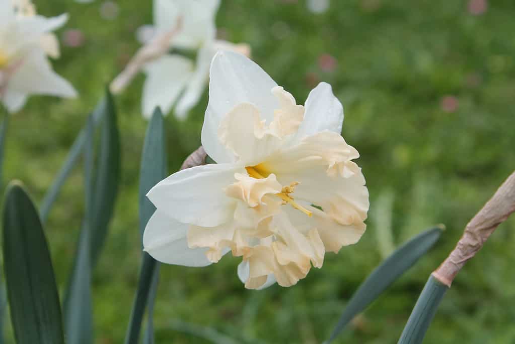 Narciso con colletto a coppa divisa 