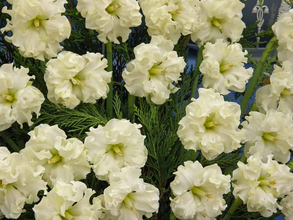 Narcisi con colletto a coppa divisa 