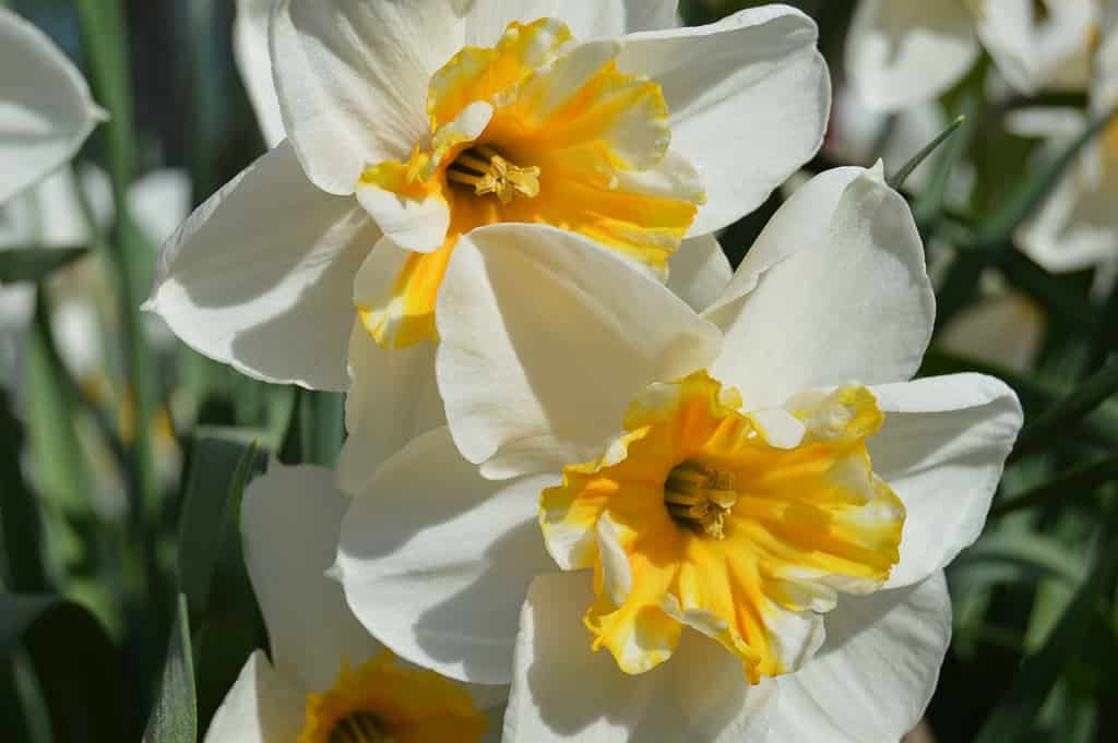 'Dolly Mollinger' Narcisi Papillion a coppa divisa