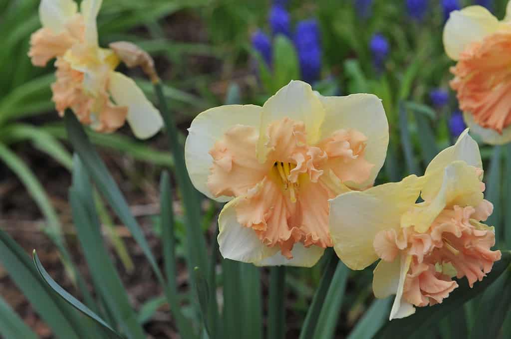 Narcisi con colletto a coppa divisa 'Vanilla Peach'