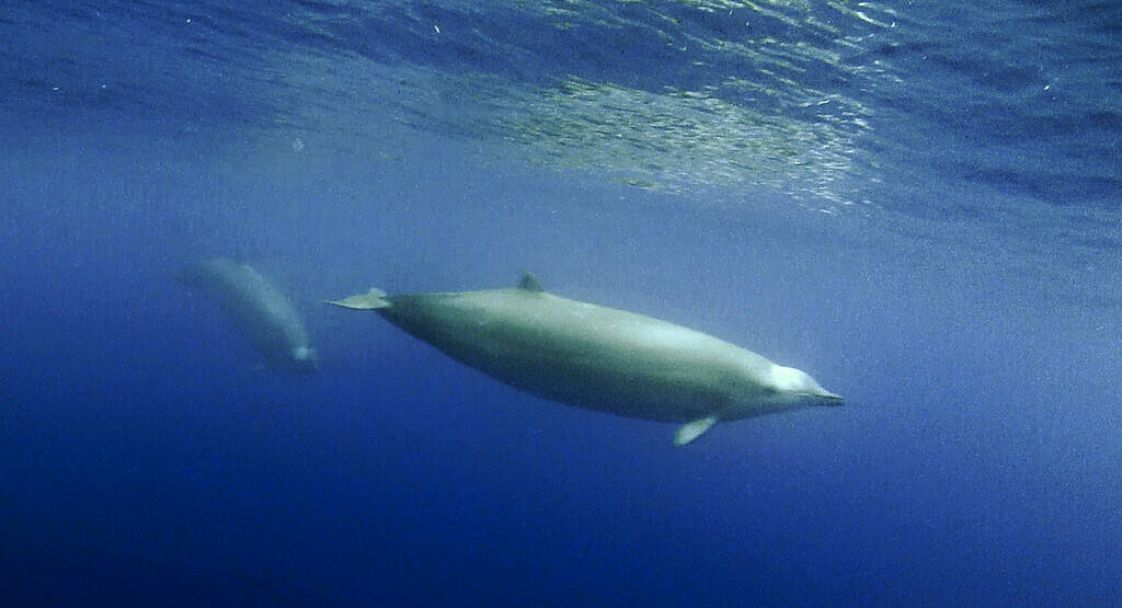 La balena dal becco di True