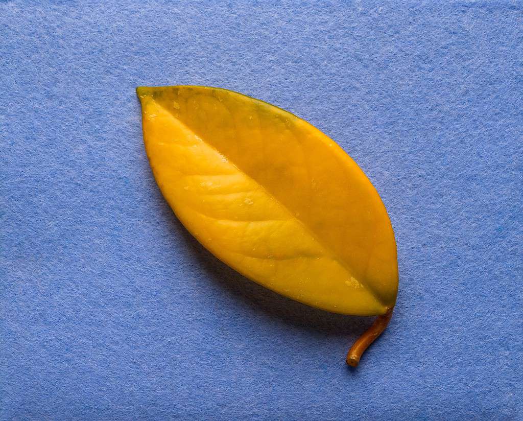 Foglia di hoya gialla