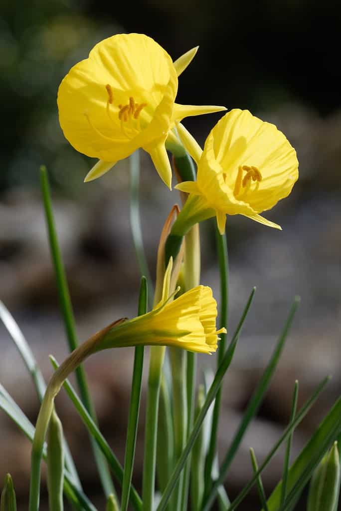 Narciso bulbocodium 'Oxford Gold'