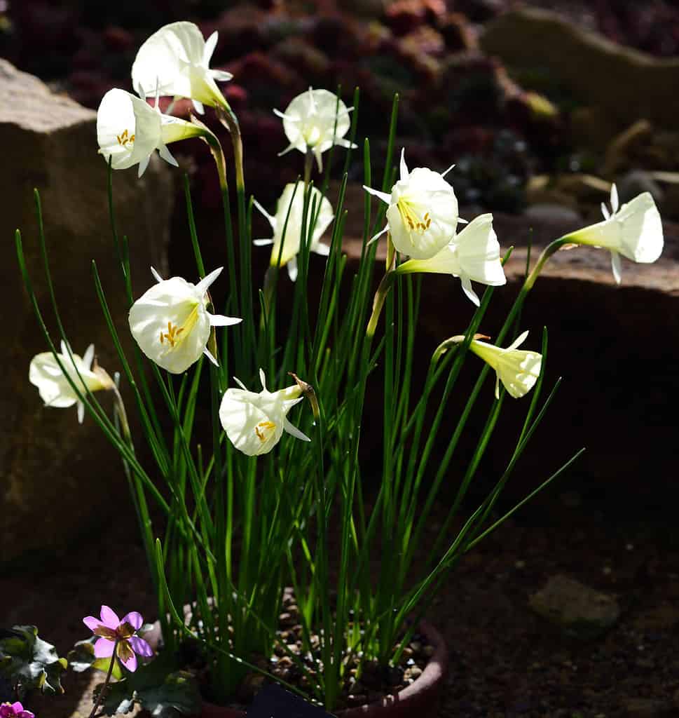 'Spoirot' Narcisi Bulbocodium