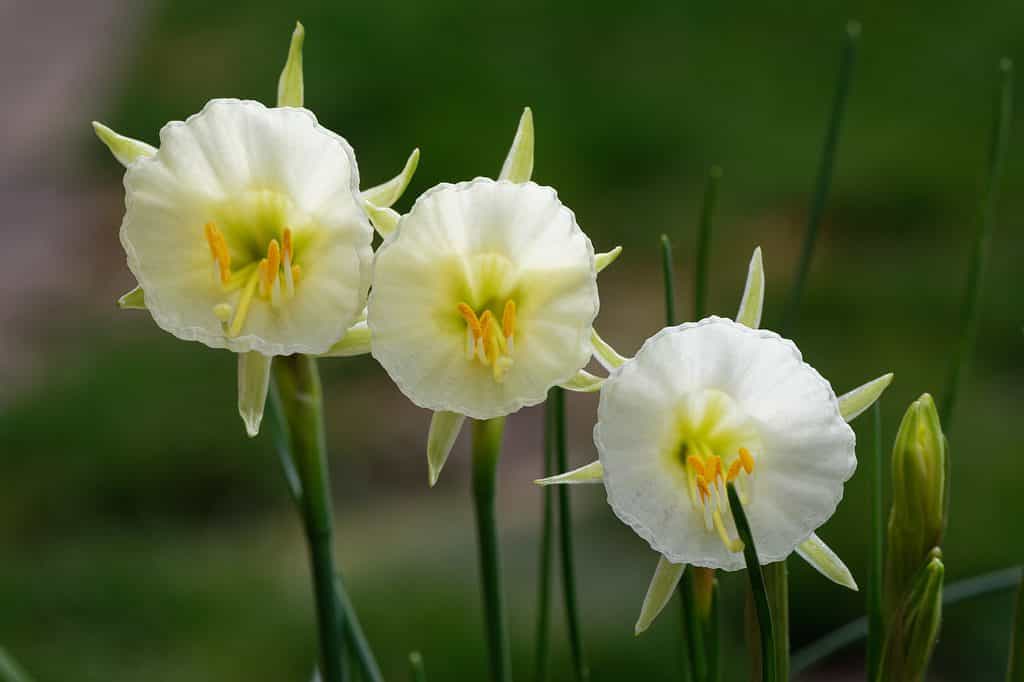 Narcisi ibridi di bulbocodium in miniatura 